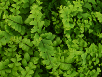 Hardy Fern Adiantum pedatum Imbricatum